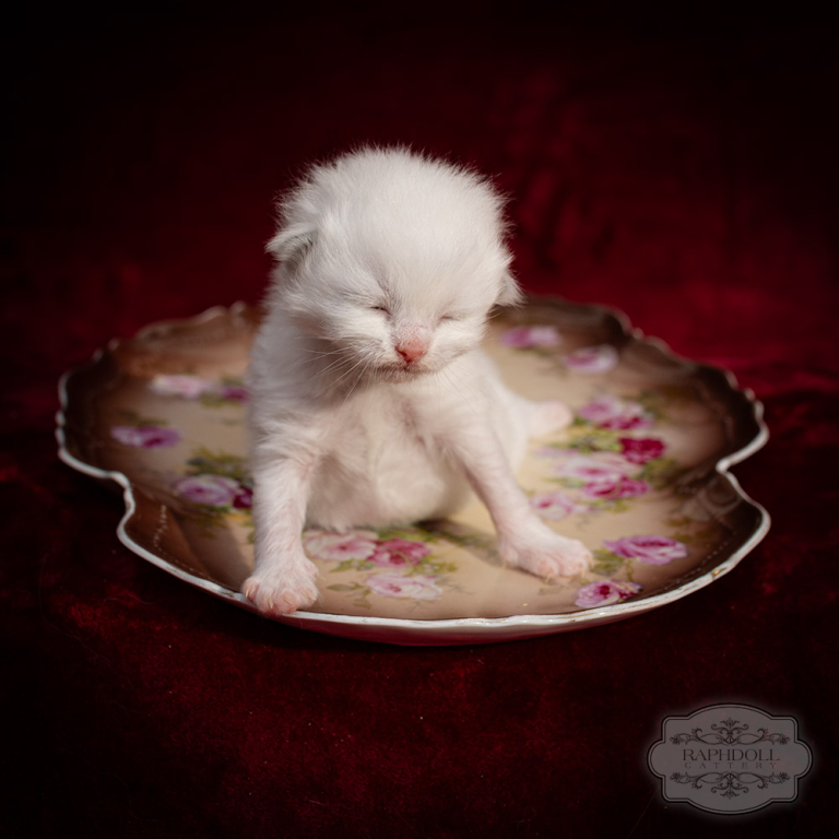 ragdoll-kitten-bicolor-LRBB