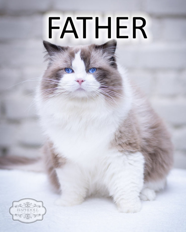 sale-ragdoll-cat-paris-father