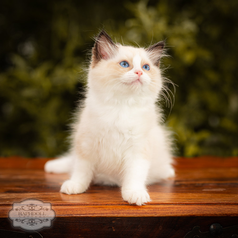 ragdoll-kitten-for-sale-london-LPBC