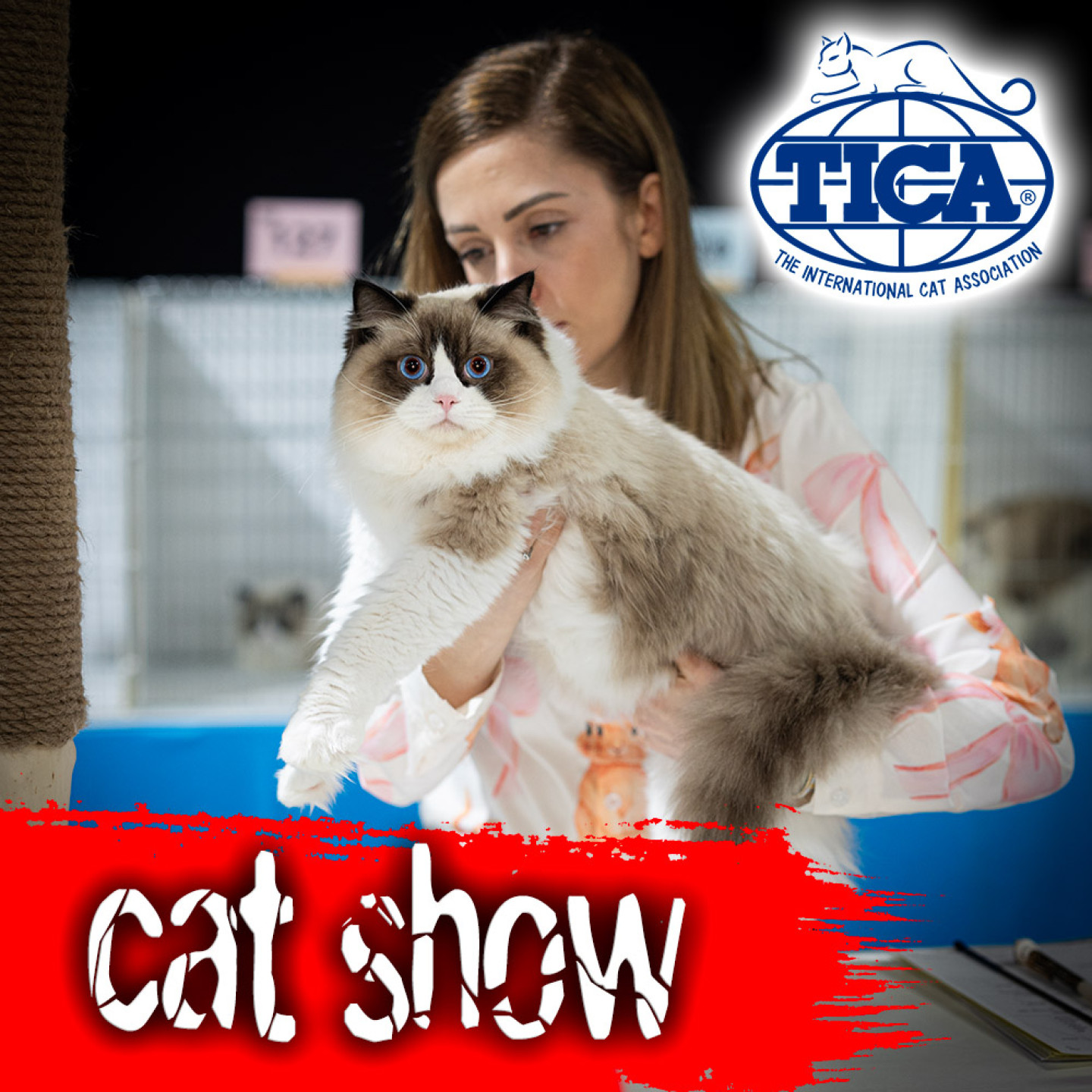 ragdoll-cats-tica-show-thamestica-apr-2026