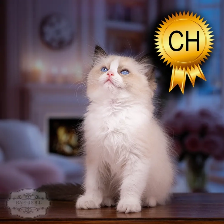 Ragdoll kitten for sale ZCAC ragdoll-kitten-sale ZCAC