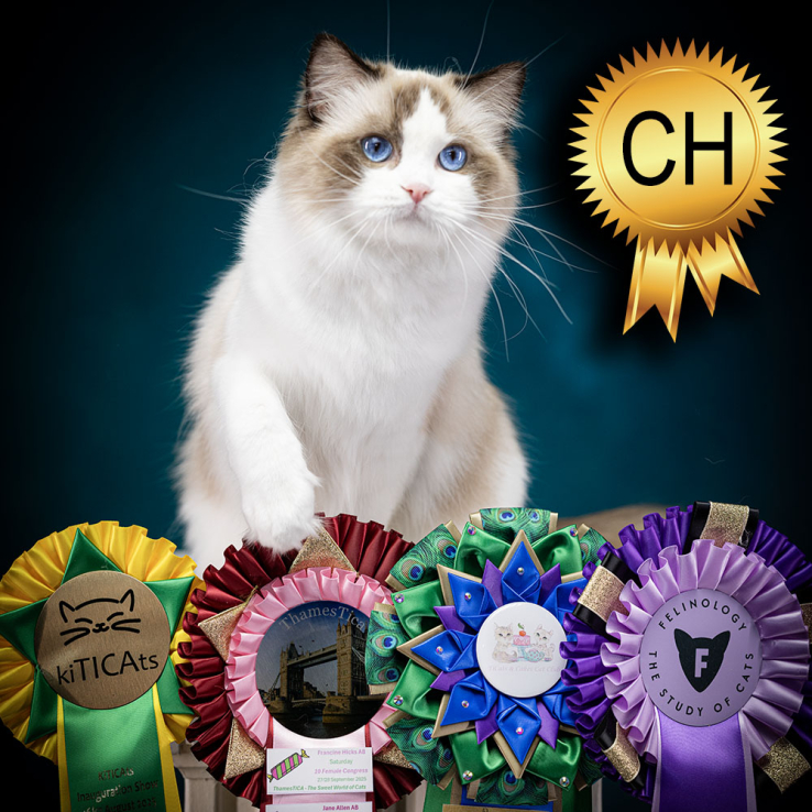 ragdoll-cat-champion-Coco2