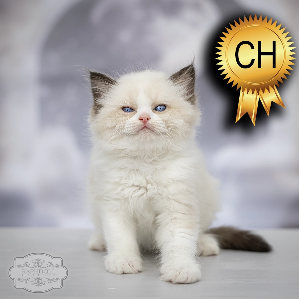 ragdoll-kitten-sale-ZCAC