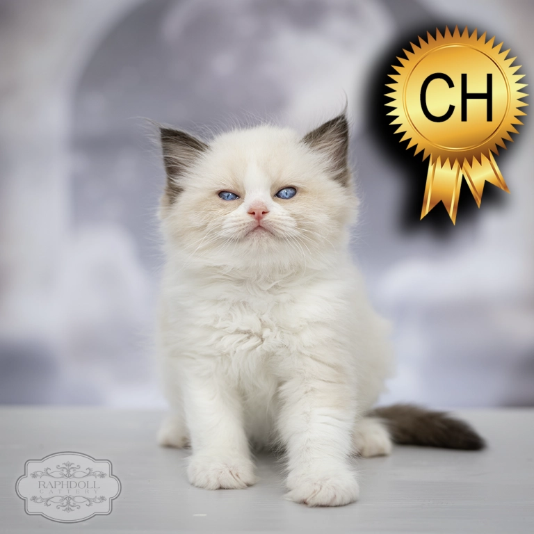 ragdoll kitten sale ragdoll-kitten-sale-ZCAC