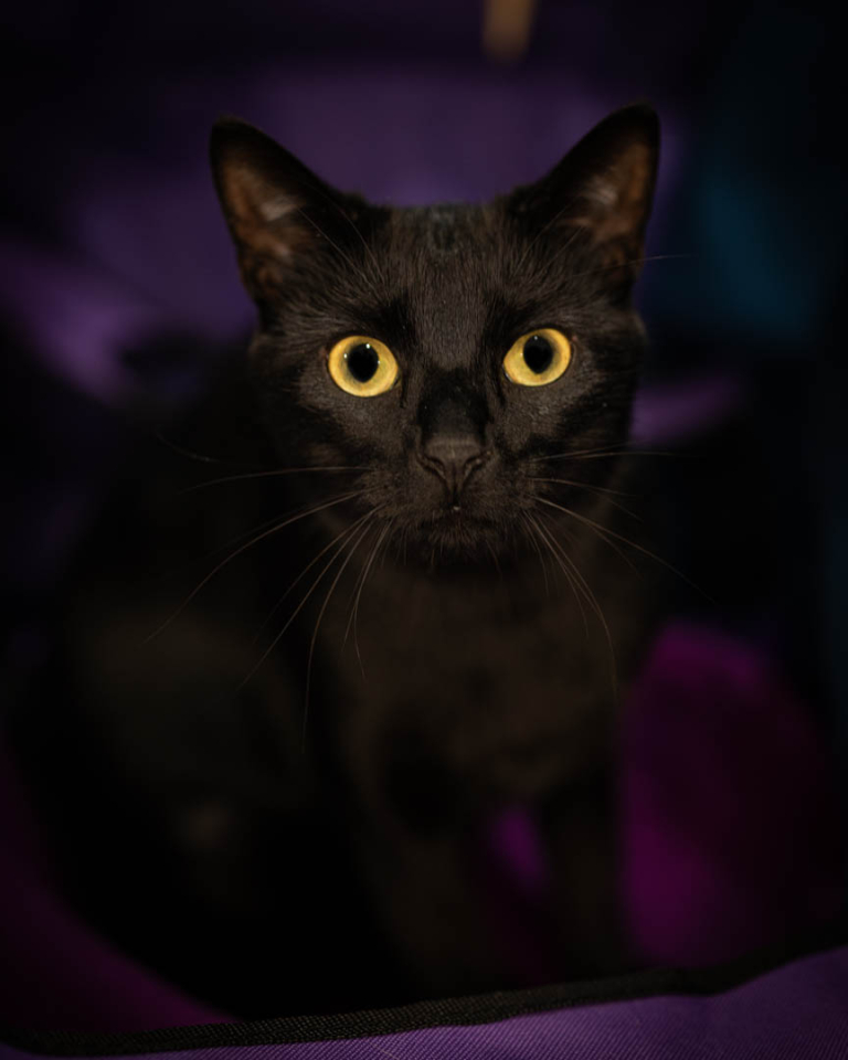 ragdolls-thames-tica-cat-show-apr-2026-20 ragdolls-thames-tica-cat-show-apr-2026-20