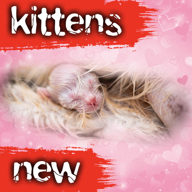 ragdoll-kittens-sale-ZPAX