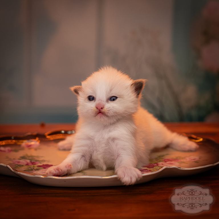 ragdoll-kitten-sale-LSDB