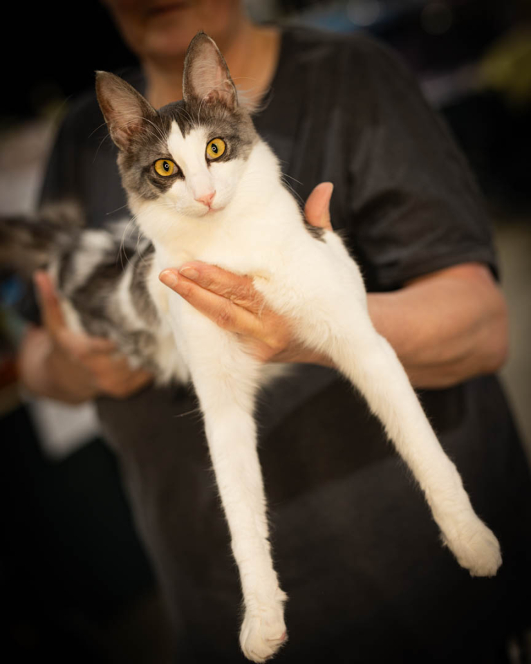 ragdolls-thames-tica-cat-show-apr-2026-55 ragdolls-thames-tica-cat-show-apr-2026-55