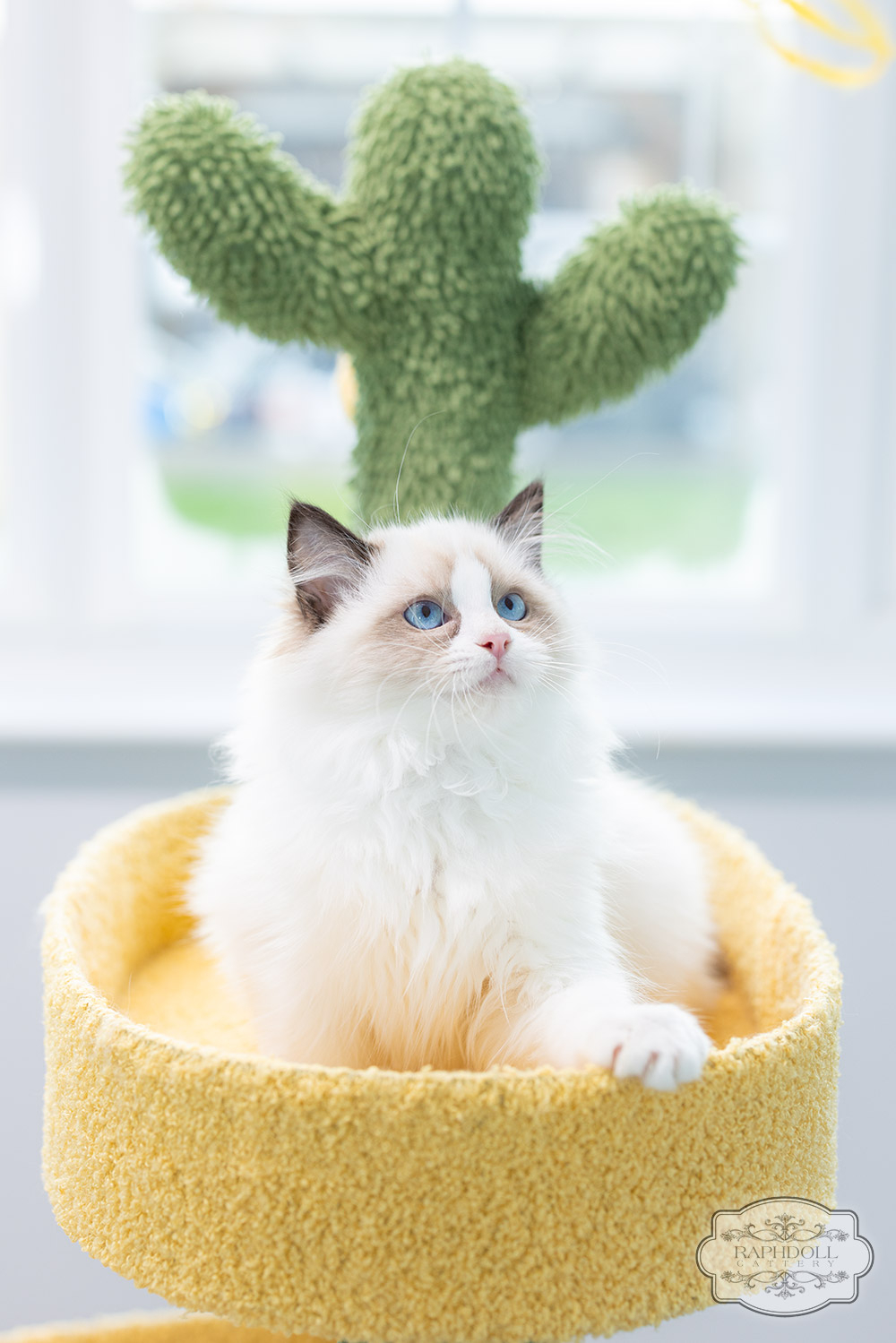 ragdoll kitten sale LRCA ragdoll-kitten-sale-LRCA