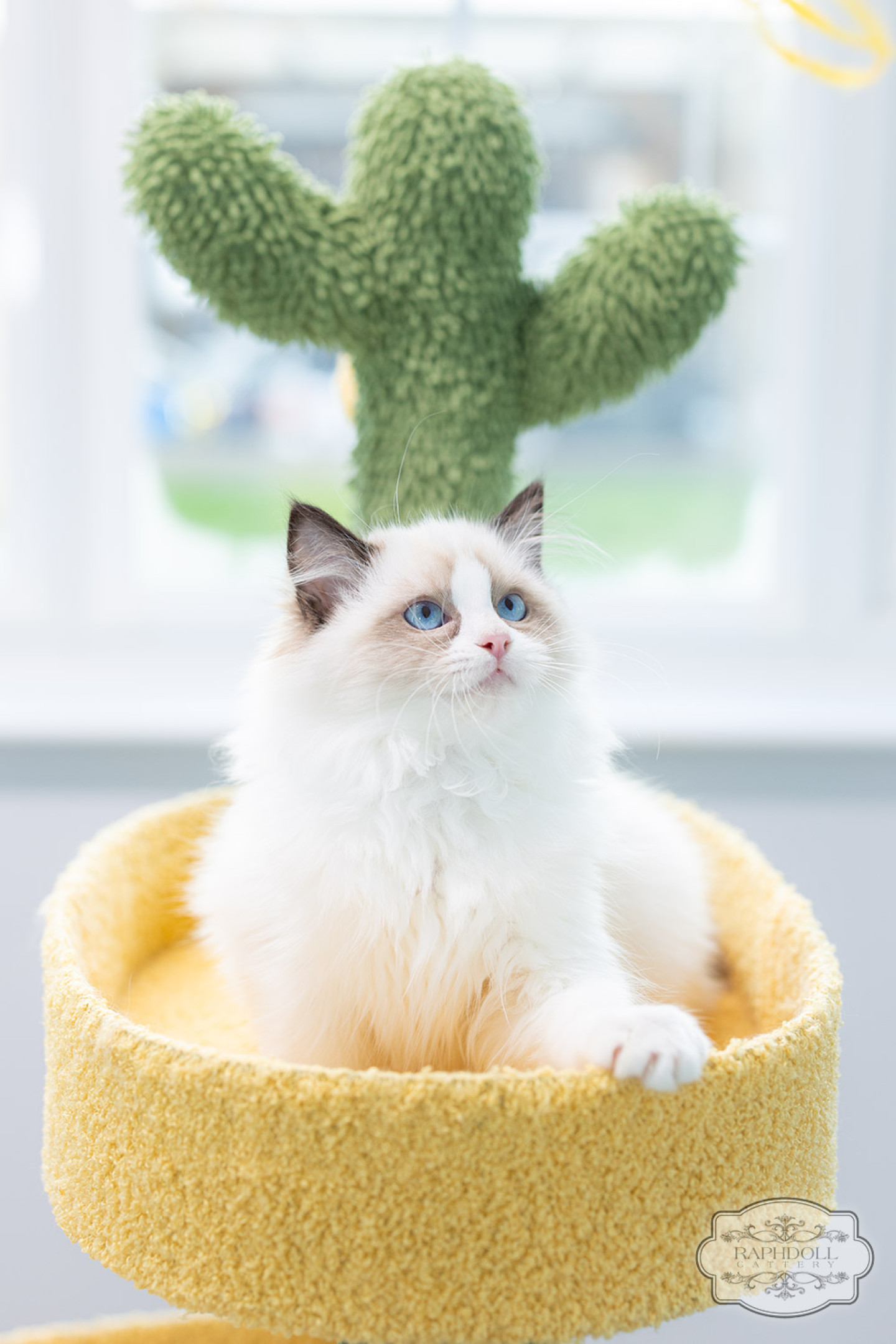 ragdoll-kitten-sale-LRCA