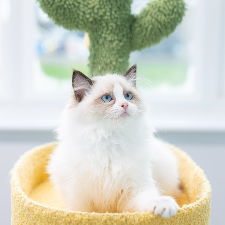 ragdoll-kitten-sale-LRCA