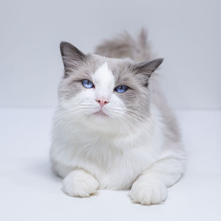 ragdoll-bicolor-stud-lucky-500