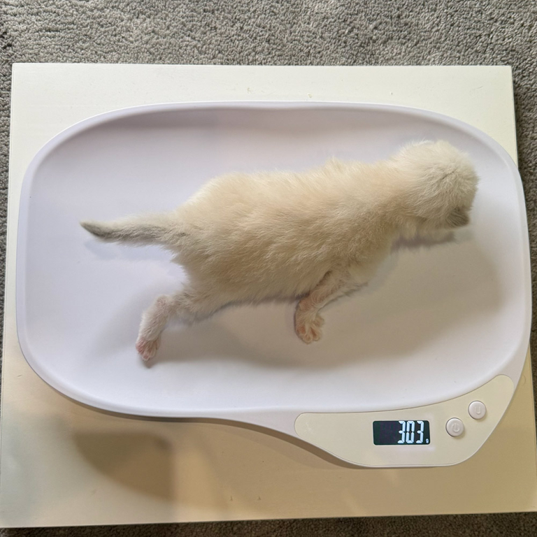 ragdoll-kitten-sale-LRDD