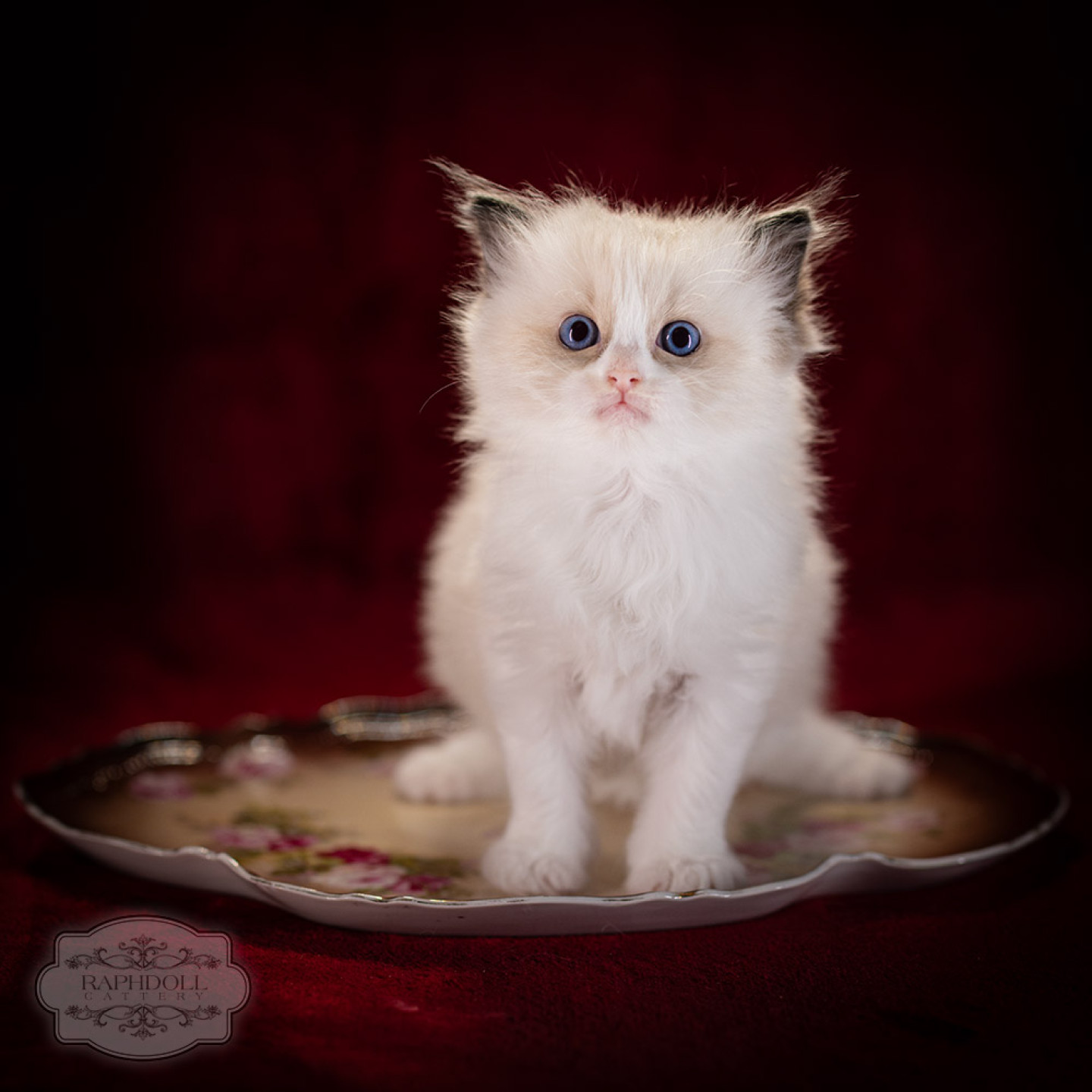 ragdoll-kitten-sale-LRDB-5w