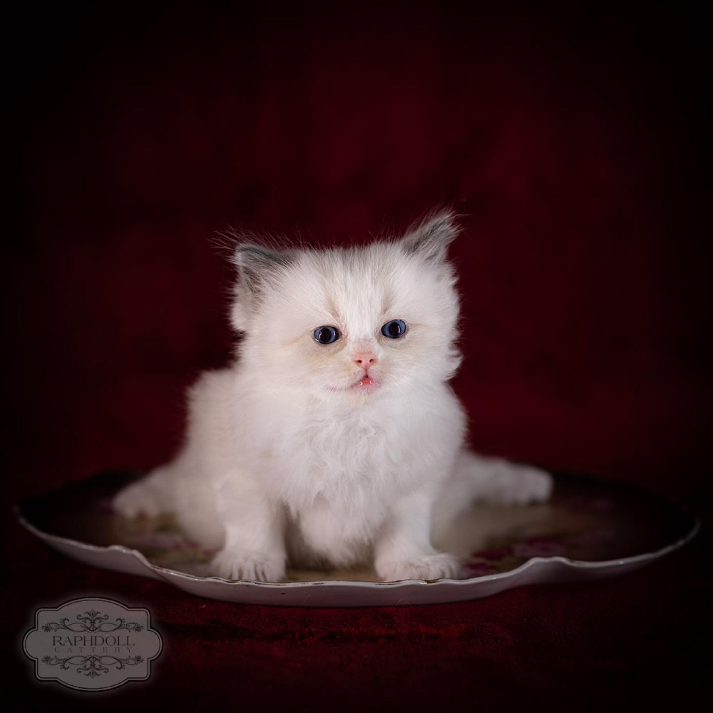 ragdoll-kitten-sale-LRDC-5w