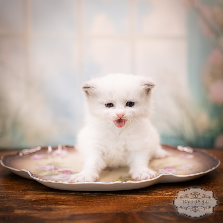 ragdoll kitten sale ragdoll-kitten-sale-LRDD