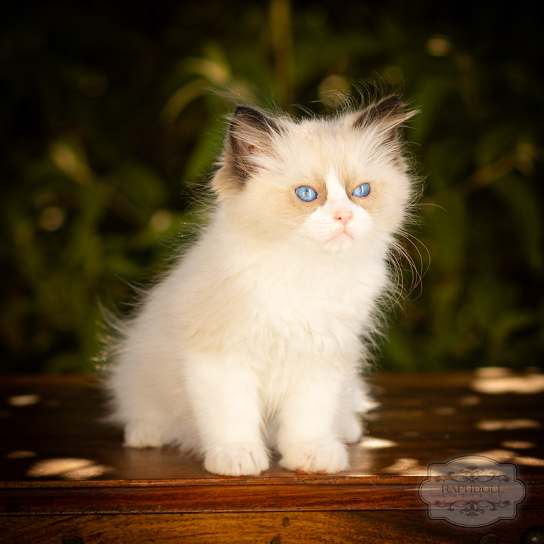 ragdoll-kitten-bicolor-LRBD-w