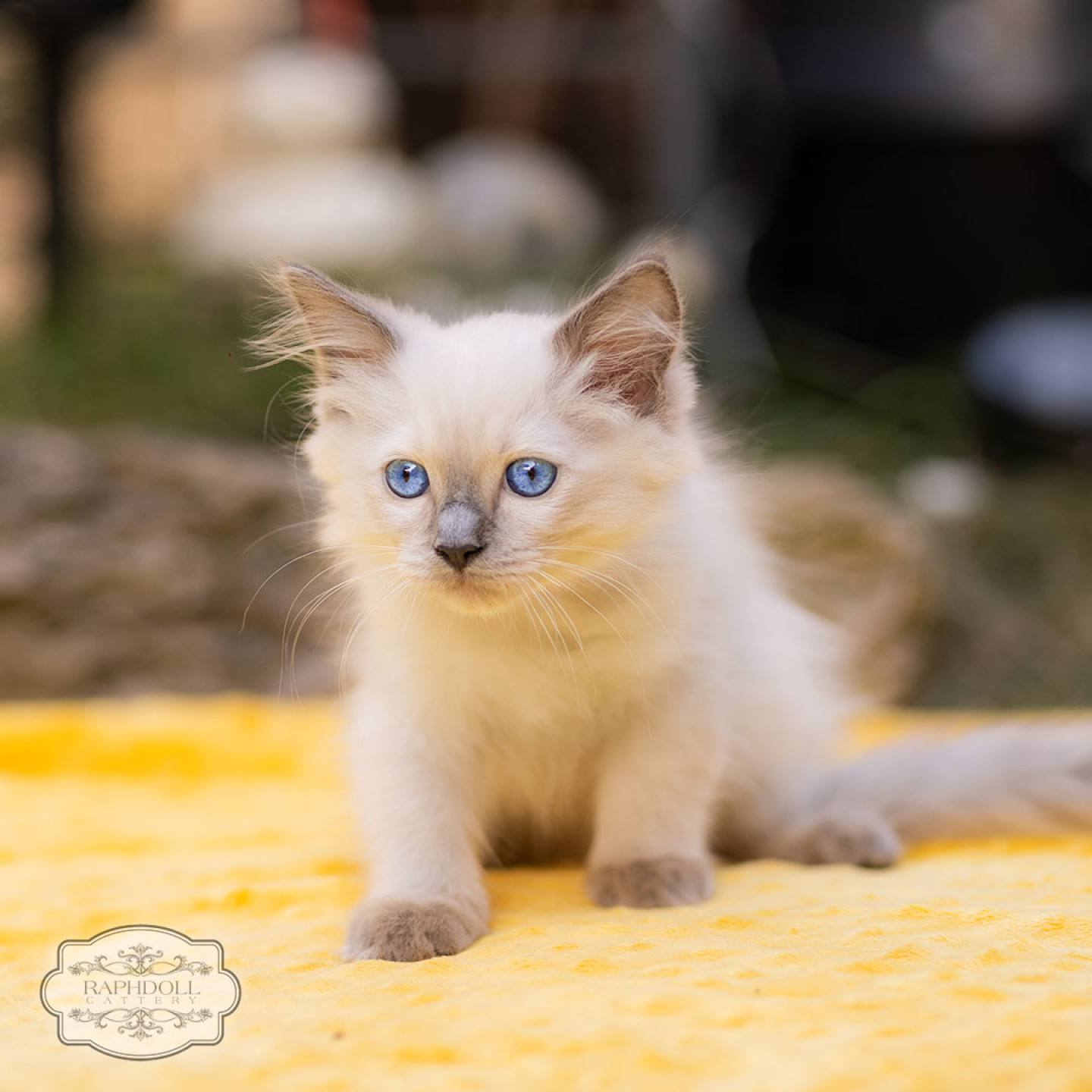 ragdoll-kitten-for-sale-pink1-20230712