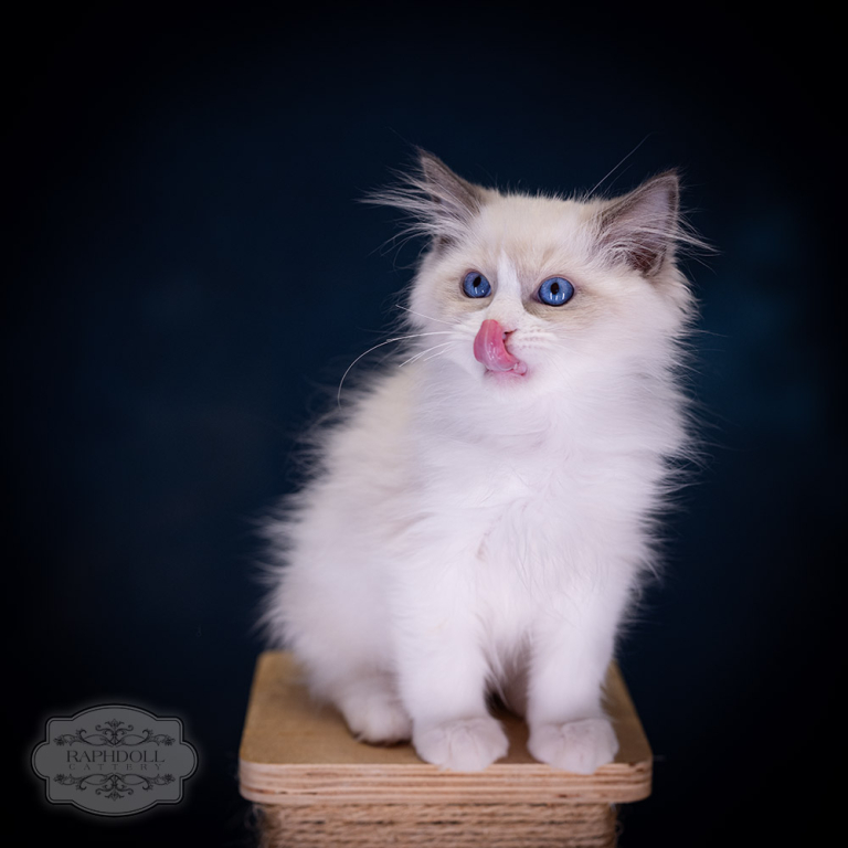 ragdoll-kitten-sale-LPCA