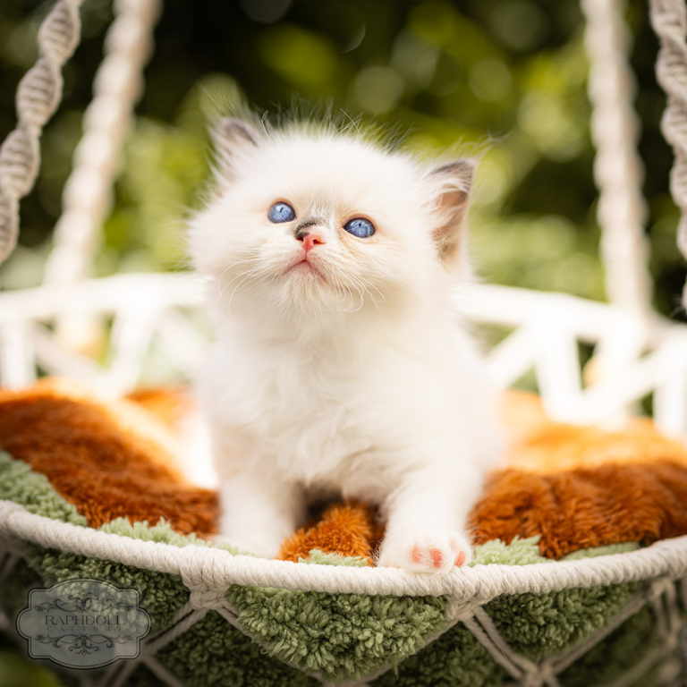 ragdoll-kitten-bicolor-LSBD-w