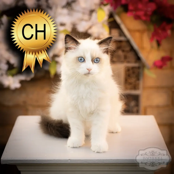 Ragdoll kitten for sale ragdoll-kitten-sale-ZPAB
