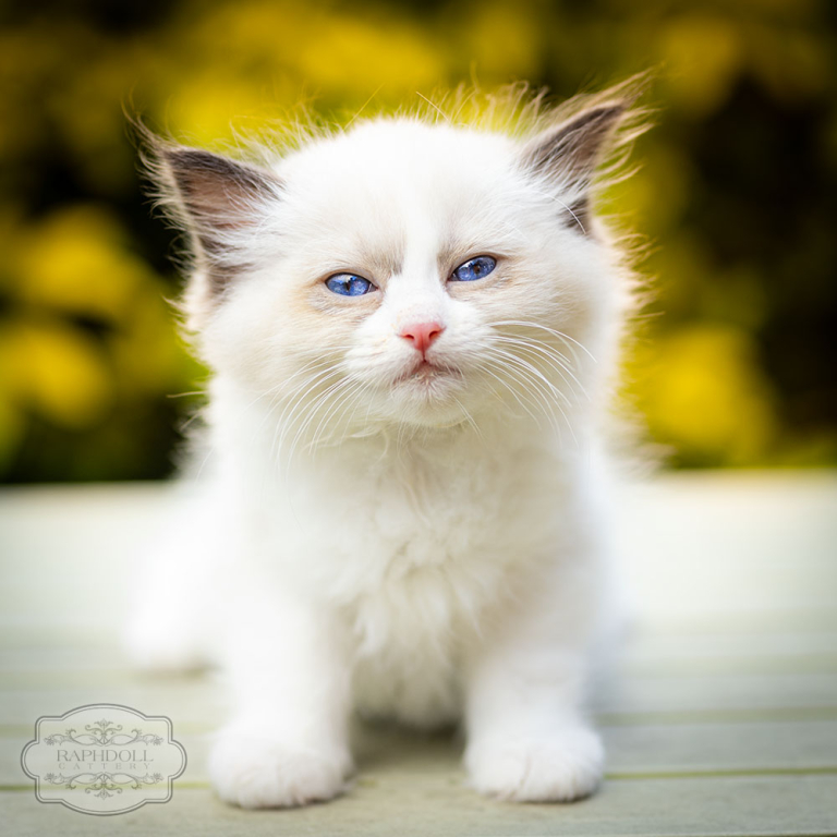 ragdoll-kitten-bicolor-lsac112w