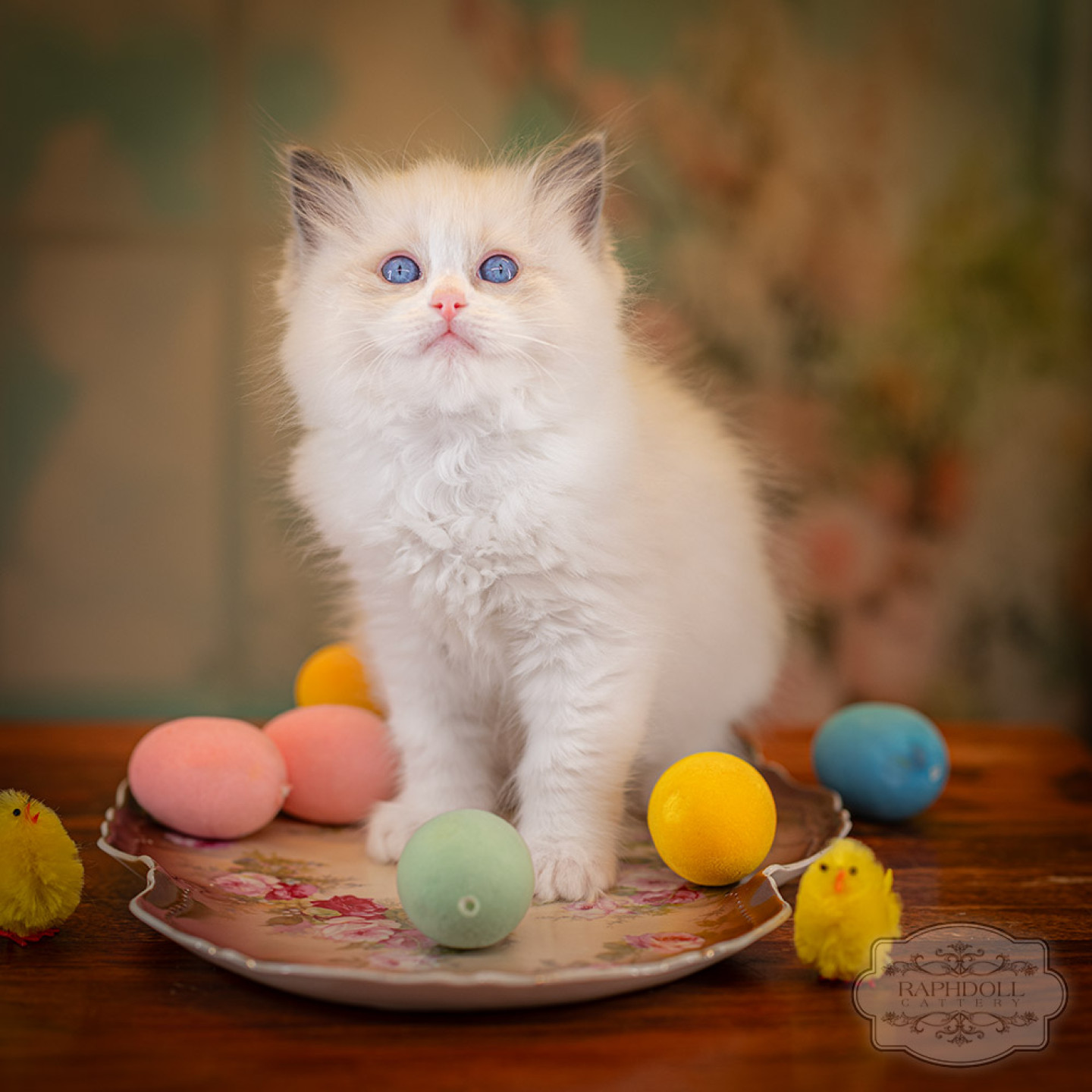 ragdoll-kitten-sale-LRDA