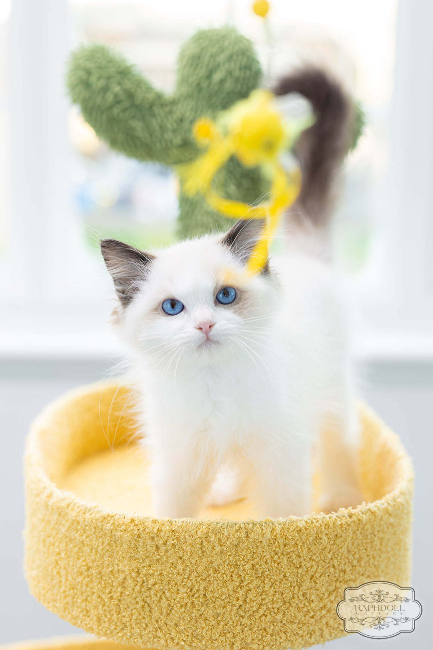 ragdoll-kitten-sale-LPCD