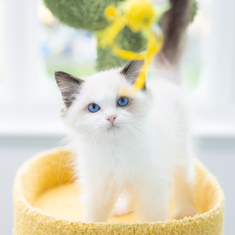 ragdoll kitten sale LPCD ragdoll-kitten-sale-LPCD