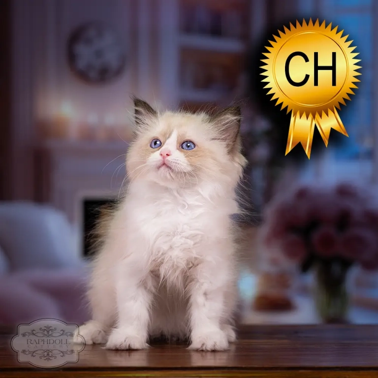 ragdoll kitten sale ragdoll-kitten-sale-ZCAD