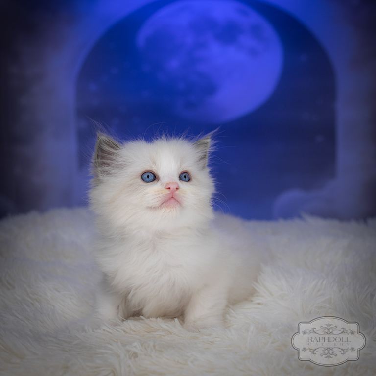 ragdoll kitten sale LSDA ragdoll kitten sale LSDA