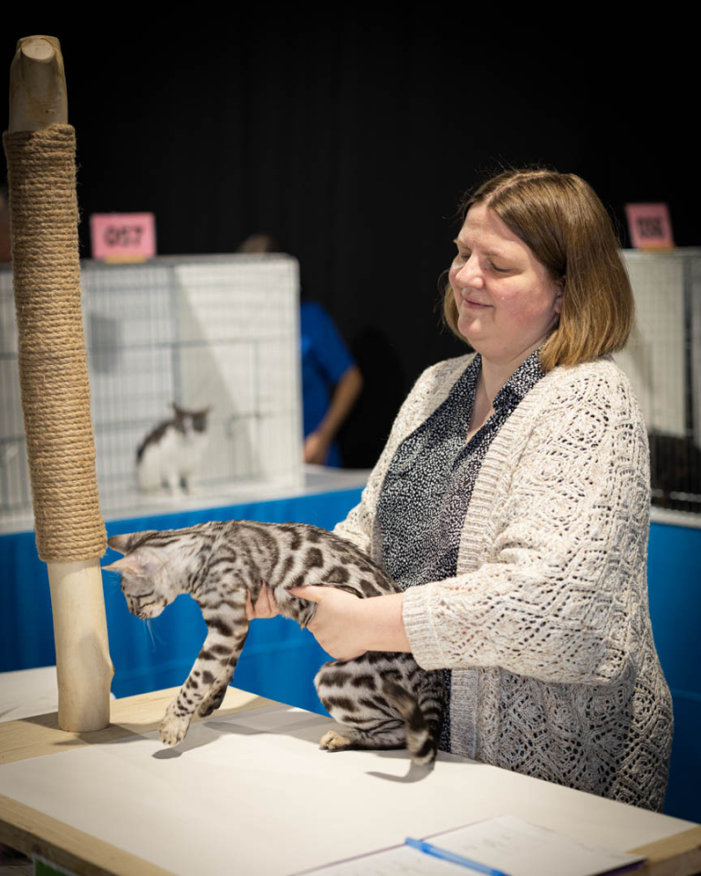 ragdolls-thames-tica-cat-show-apr-2026-19 ragdolls-thames-tica-cat-show-apr-2026-19