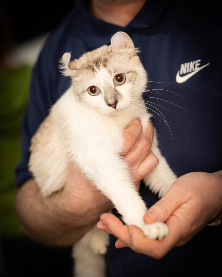 ragdolls-thames-tica-cat-show-apr-2026-35 ragdolls-thames-tica-cat-show-apr-2026-35