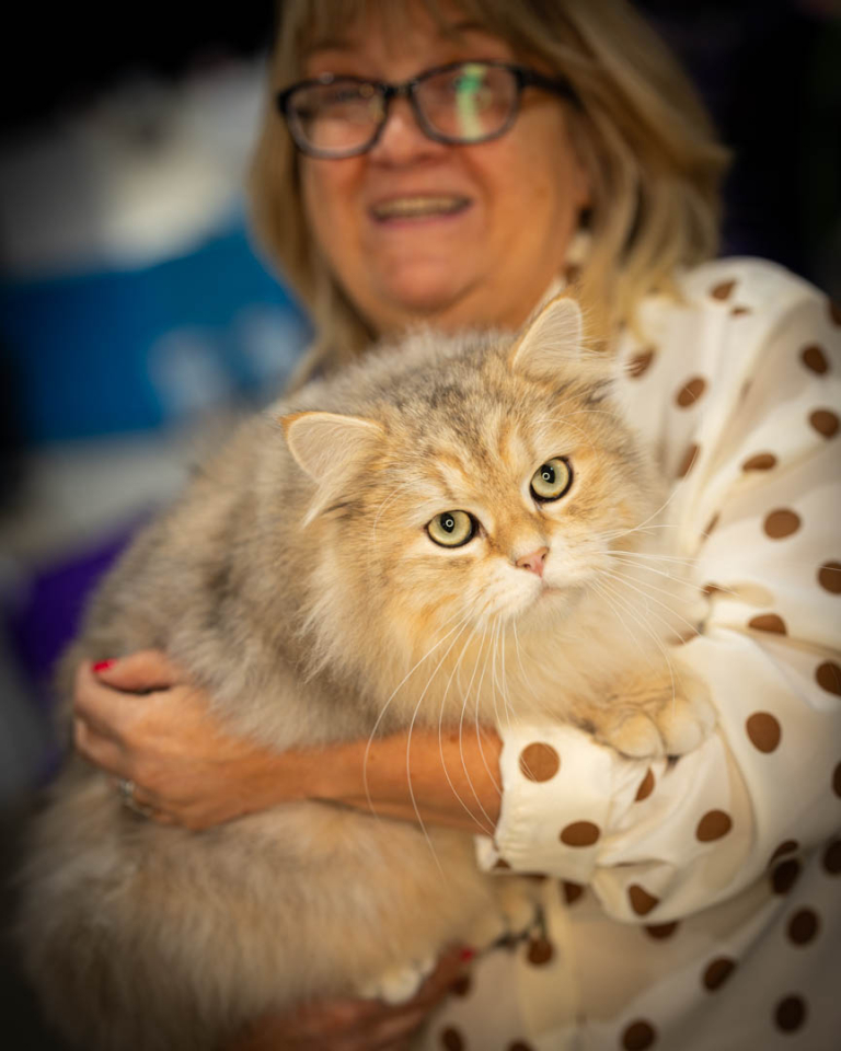 ragdolls-thames-tica-cat-show-apr-2026-40 ragdolls-thames-tica-cat-show-apr-2026-40