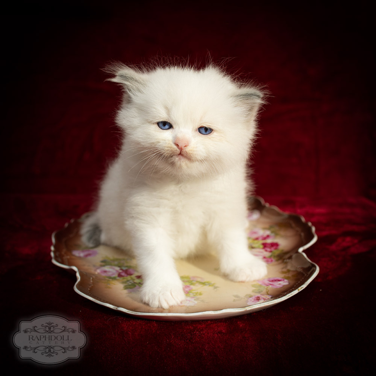 ragdoll-kitten-bicolor-LSBA-w