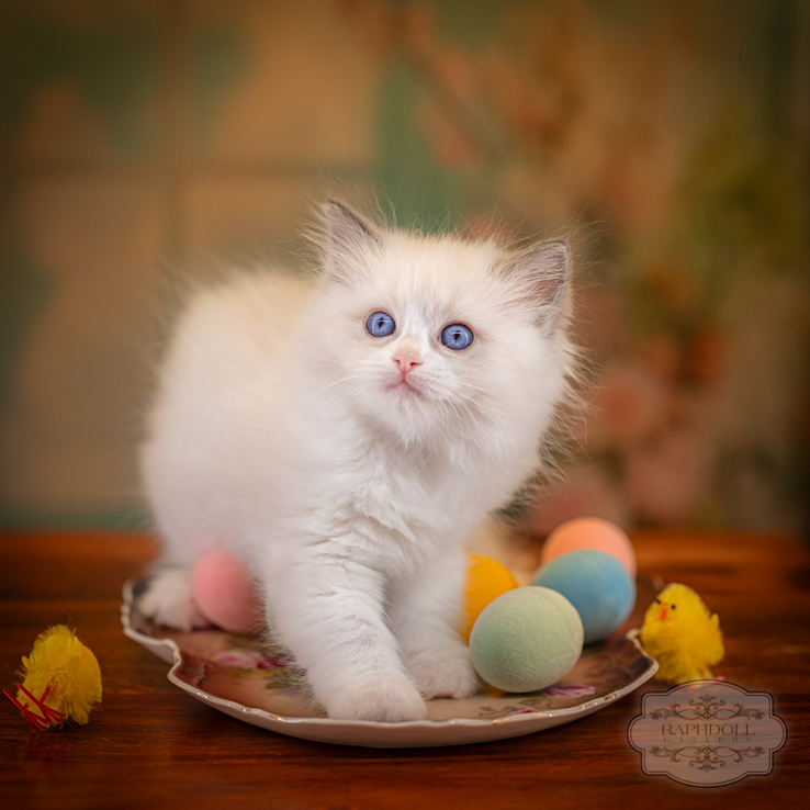 ragdoll-kitten-sale-LRDD