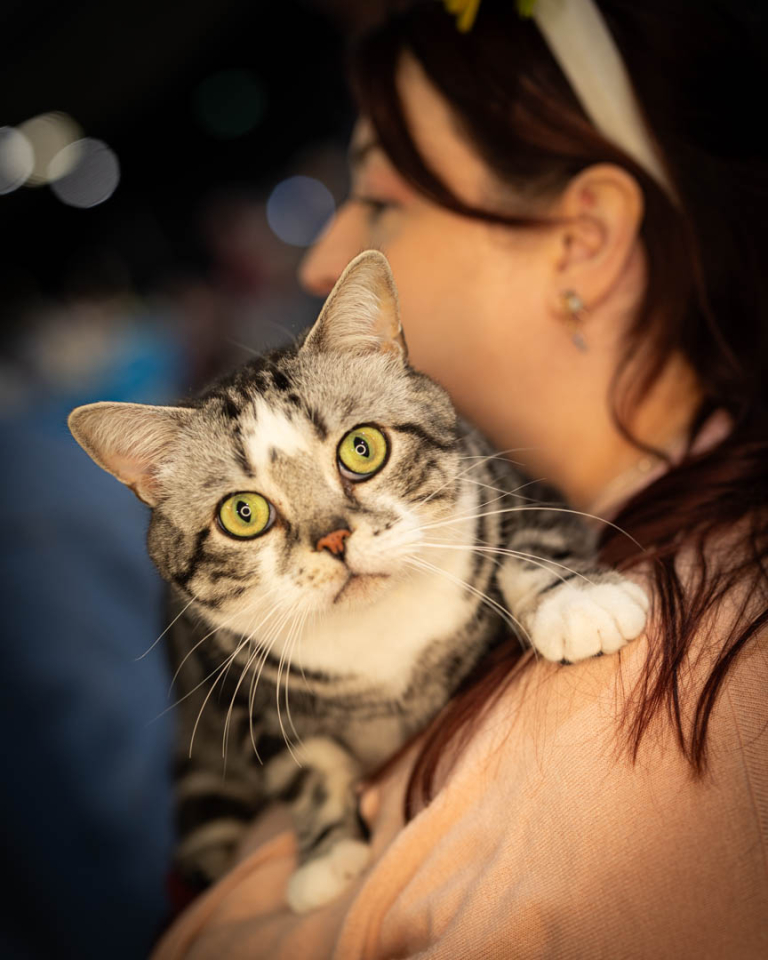 ragdolls-thames-tica-cat-show-apr-2026-45 ragdolls-thames-tica-cat-show-apr-2026-45