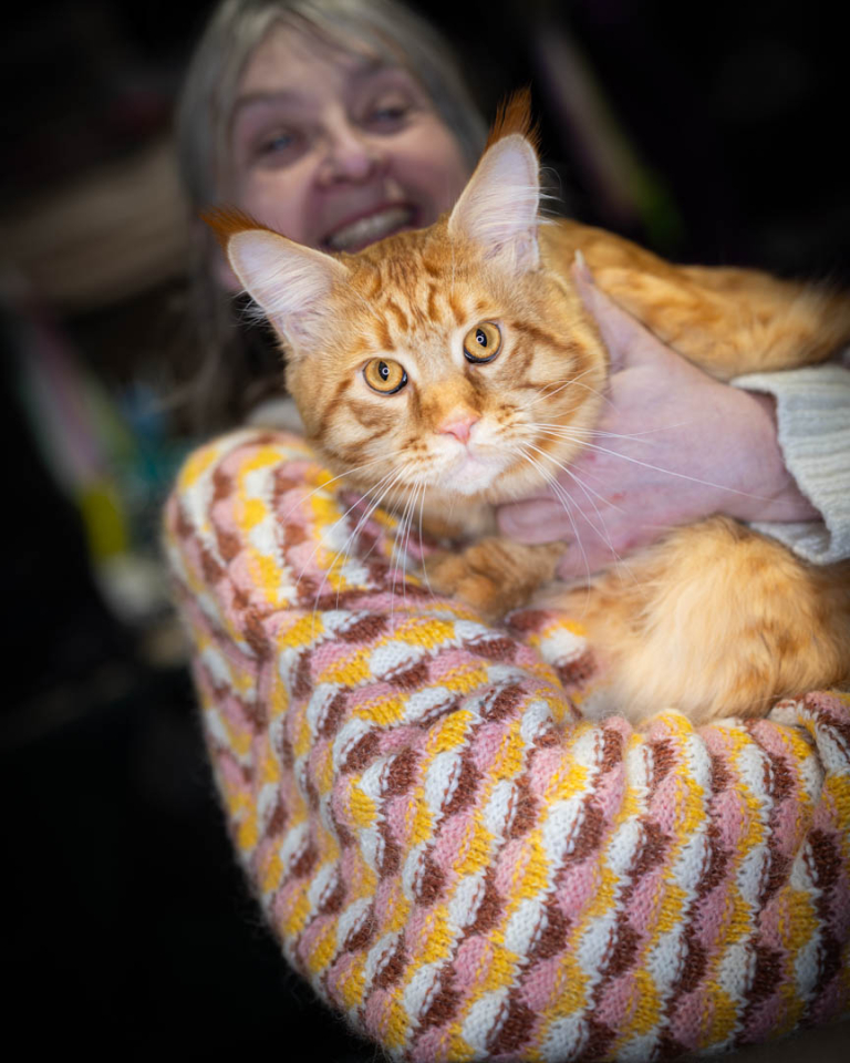 ragdolls-thames-tica-cat-show-apr-2026-14 ragdolls-thames-tica-cat-show-apr-2026-14