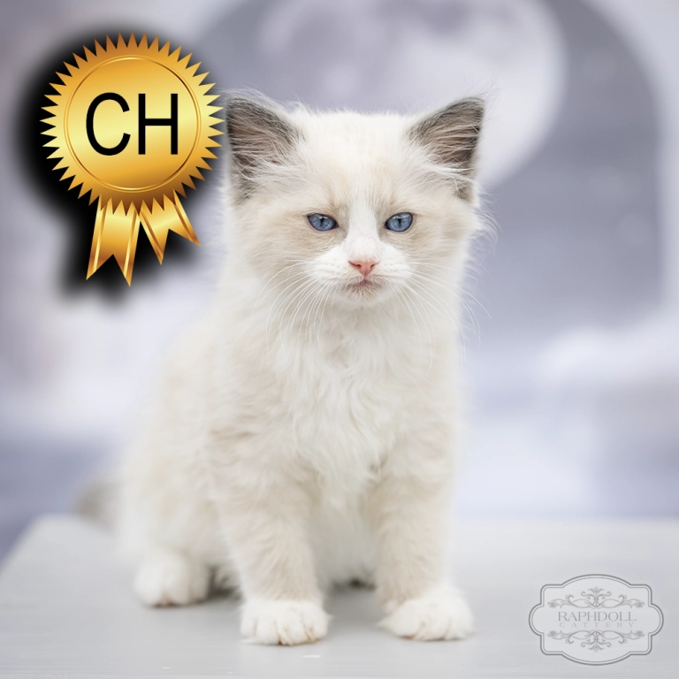 ragdoll kitten sale ragdoll-kitten-sale-ZCAA