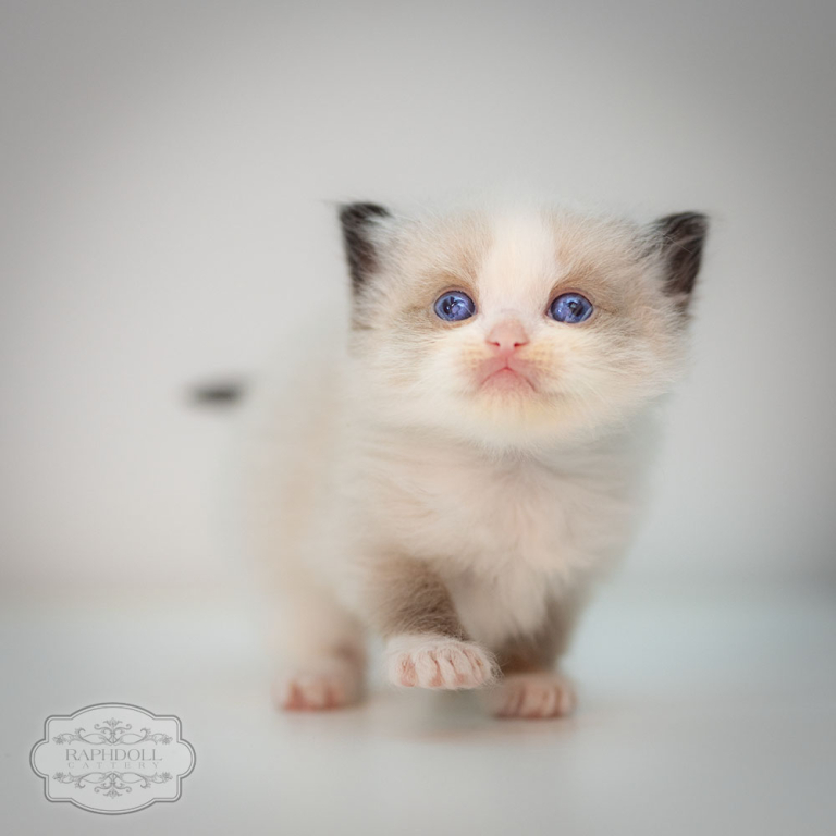 ragdoll-kitten-LPAB1-w