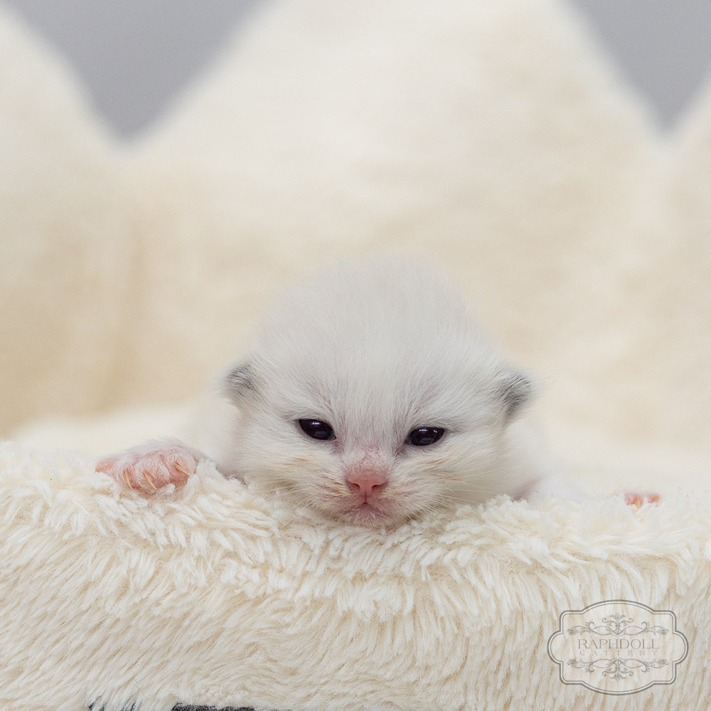 ragdoll kitten sale LRDE ragdoll-kitten-sale-LRDD