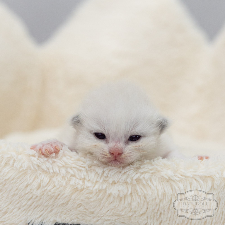 ragdoll-kitten-sale-LRDD