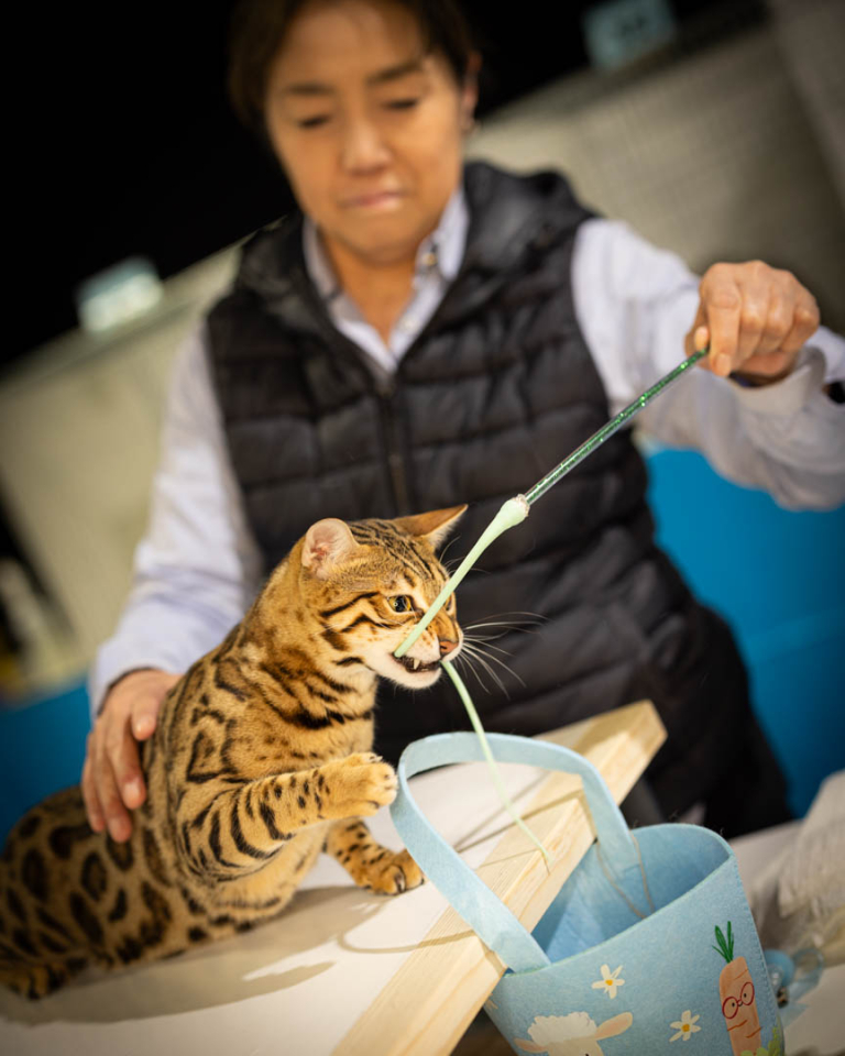 ragdolls-thames-tica-cat-show-apr-2026-48 ragdolls-thames-tica-cat-show-apr-2026-48