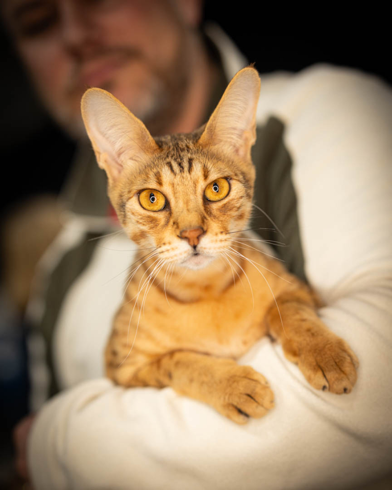 ragdolls-thames-tica-cat-show-apr-2026-36 ragdolls-thames-tica-cat-show-apr-2026-36