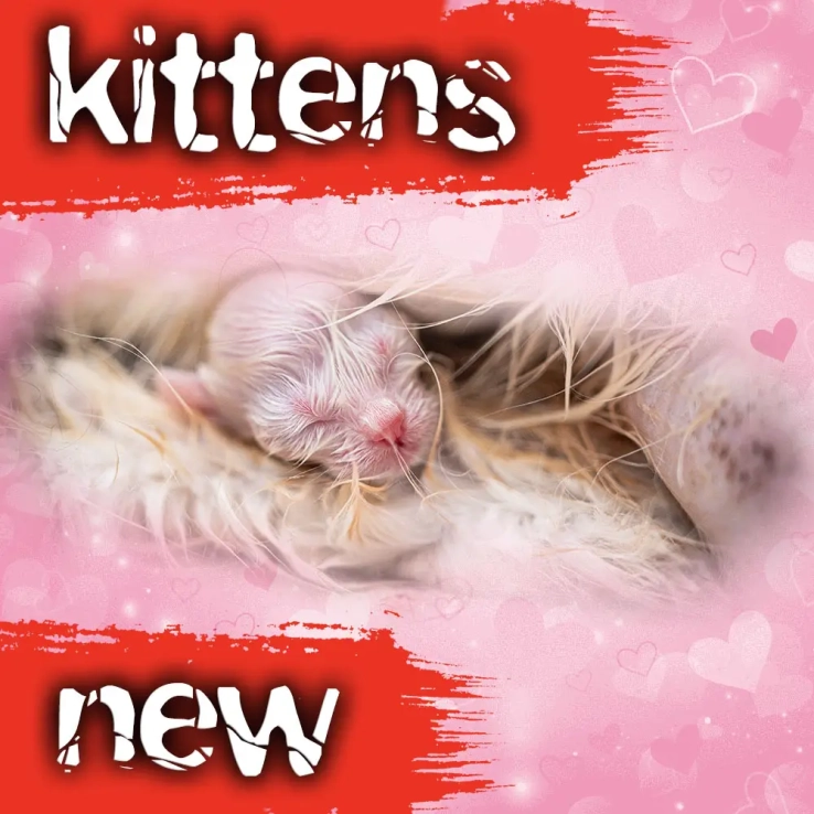 Ragdoll kittens sale ragdoll-kittens-sale-ZPAX