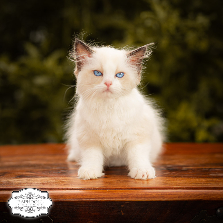 ragdoll-kitten-for-sale-london-LSBC