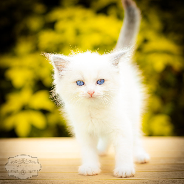 ragdoll-kitten-bicolor-lsab211-w